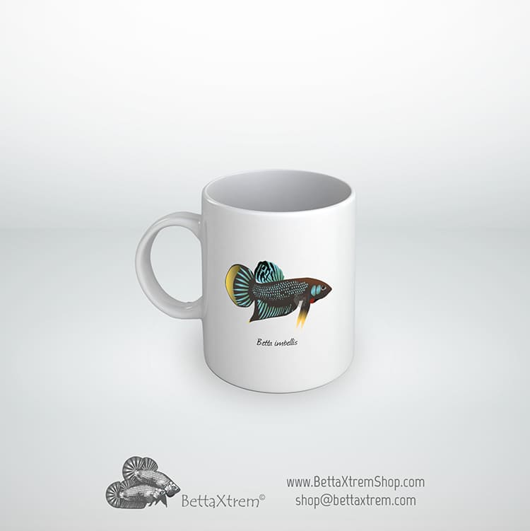 Taza albimarginata group Betta imbellis yellow