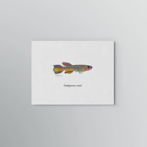 Lámina Killi Fundulopanchax amieti