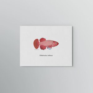 Lámina Killi Nothobranchius korthausae