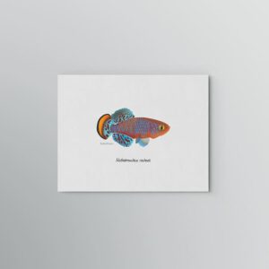 Lámina Killi Nothobranchius rachovii