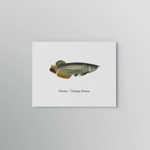 Lámina Arowana - Scleropages formosus 1