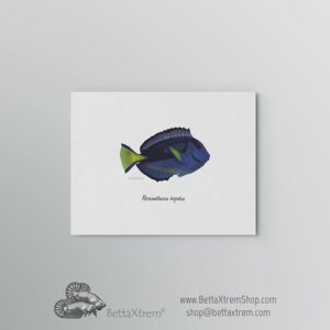 Lámina Paracanthurus hepatus