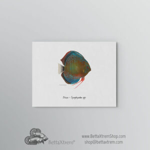 Lámina Discus Symphysodon 2