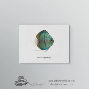 Lámina Discus Symphysodon 3