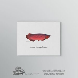 Lámina Arowana - Scleropages formosus 2