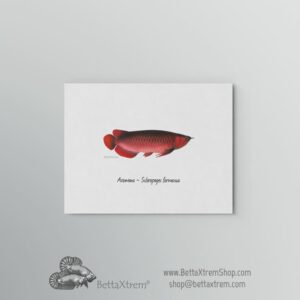 Lámina Arowana - Scleropages formosus 3