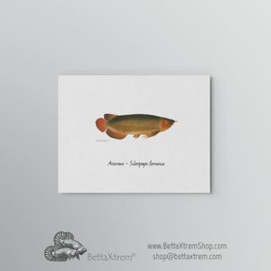 Lámina Arowana - Scleropages formosus 4