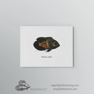 Lámina Astronotus ocellatus