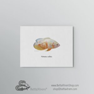 Lámina Astronotus ocellatus albino 1