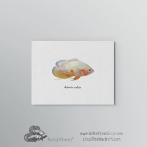 Lámina Astronotus ocellatus albino 2