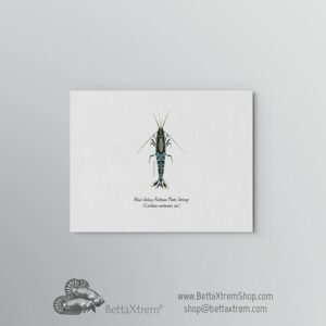 Lámina Gamba Black Galaxy