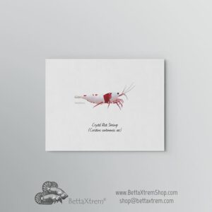 Lámina Gamba Crystal Red Shrimp