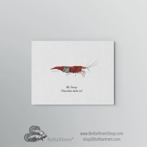 Lámina Gamba Rili Shrimp