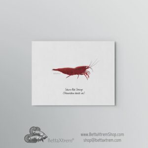 Lámina Gamba Sakura Red