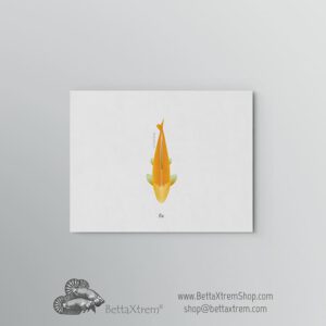 Lámina Carpa Koi 15