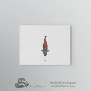 Lámina Carpa Koi 16