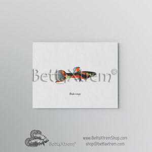 Lámina Poecilia wingei 6