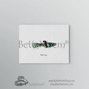 Lámina Poecilia wingei 7