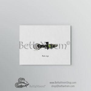 Lámina Poecilia wingei 8