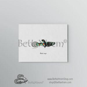 Lámina Poecilia wingei 9