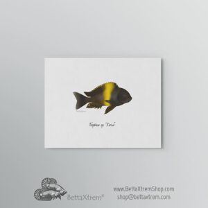 Lámina Tropheus sp “Kiriza”