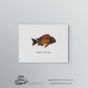 Lámina Tropheus sp “Moori ilangi”