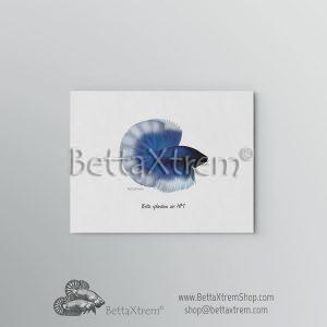 Lámina Betta splendens halfmoon butterfly