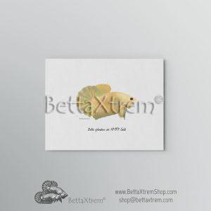 Lámina Betta splendens halfmoon plakat gold