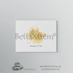 Lámina Betta splendens crowntail gold